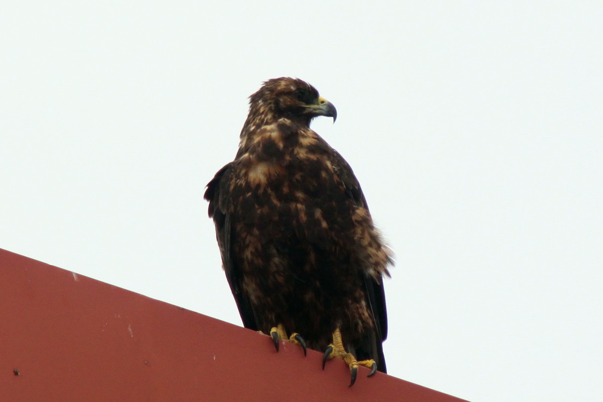 Galapagos Hawk - ML652947141