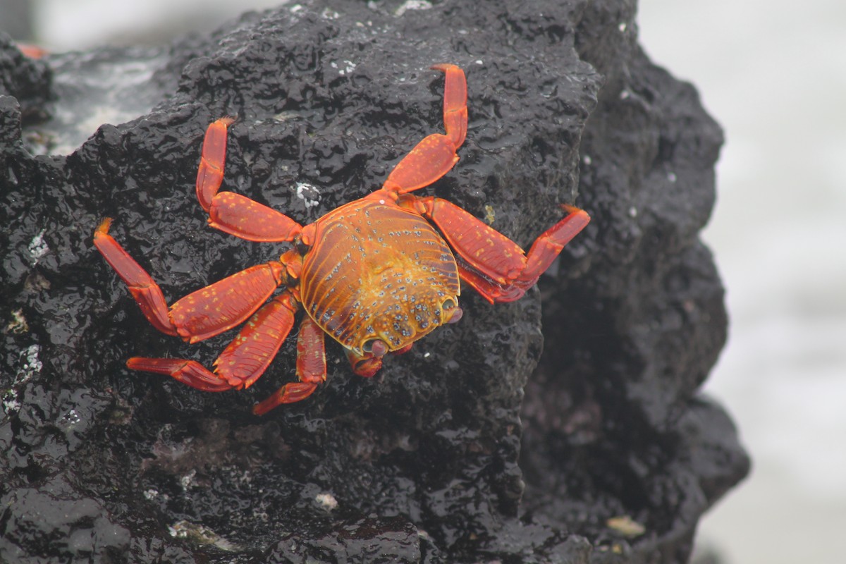 Sally Lightfoot Crab - ML652947228