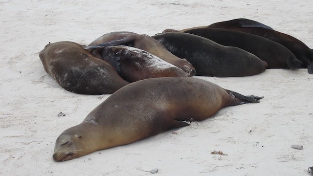 Española Mockingbird - ML652947427