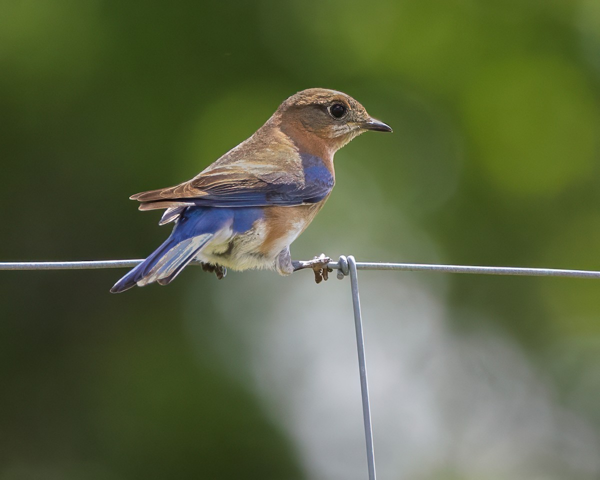 Eastern Bluebird - ML652947719