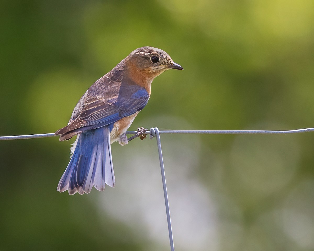 Eastern Bluebird - ML652947720