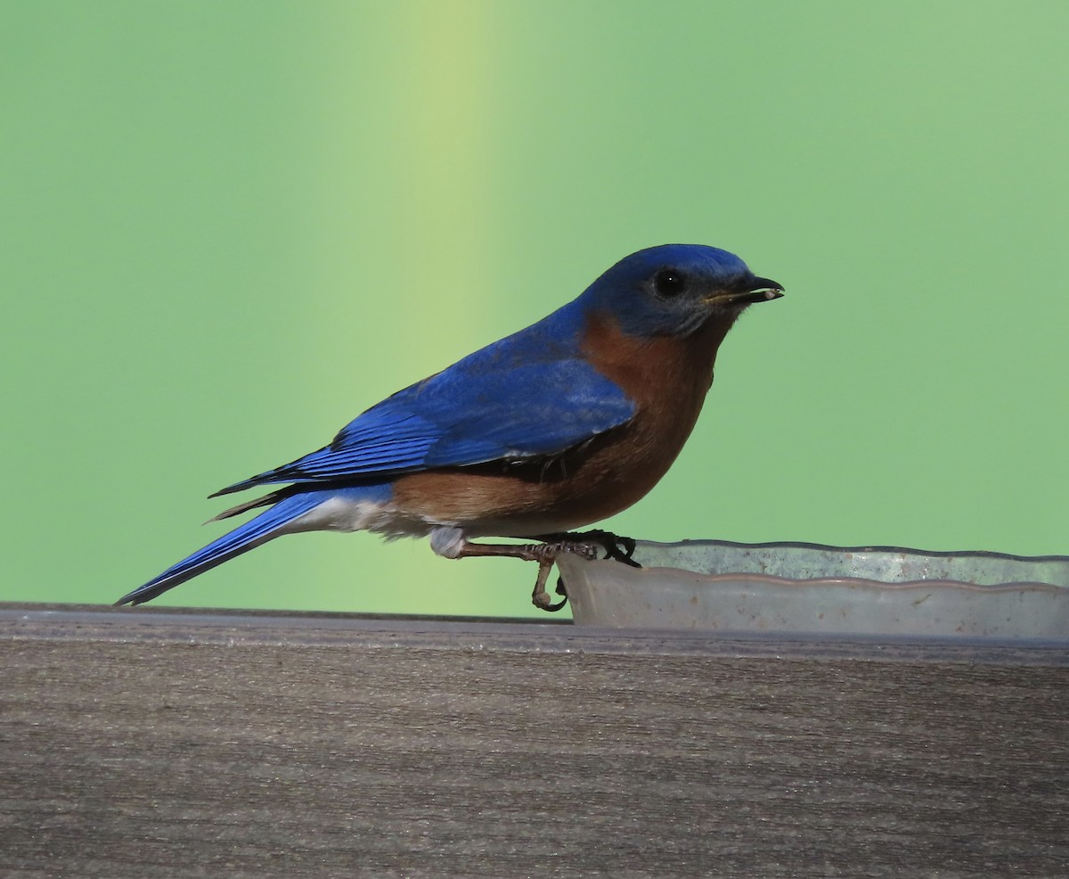 Eastern Bluebird - ML652948216
