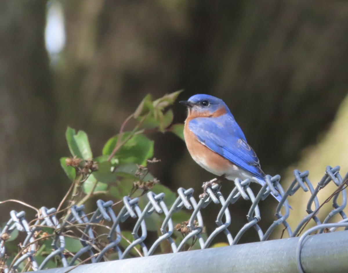 Eastern Bluebird - ML652948217
