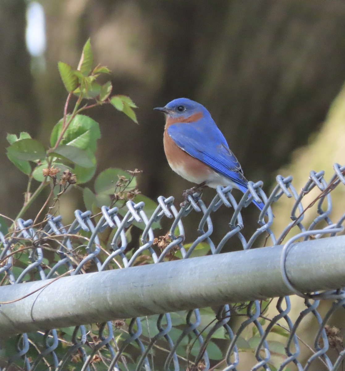 Eastern Bluebird - ML652948218