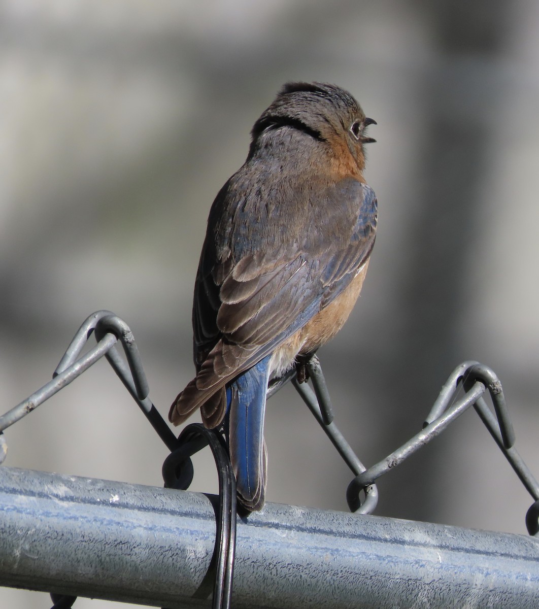 Eastern Bluebird - ML652948219