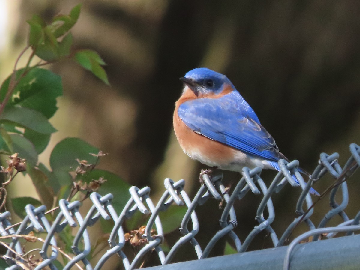 Eastern Bluebird - ML652948221