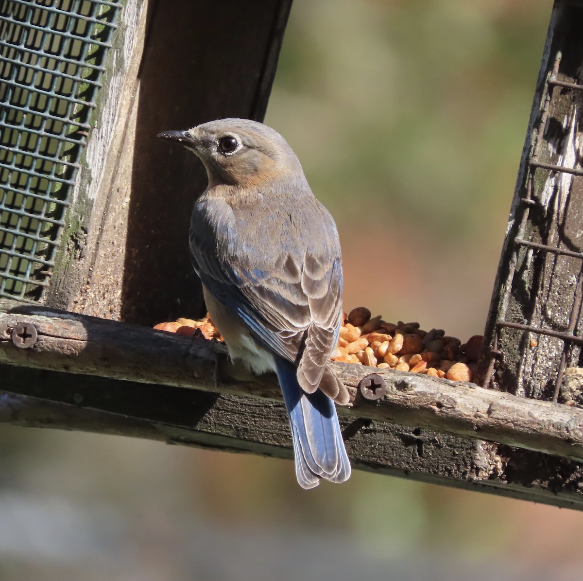 Eastern Bluebird - ML652948222