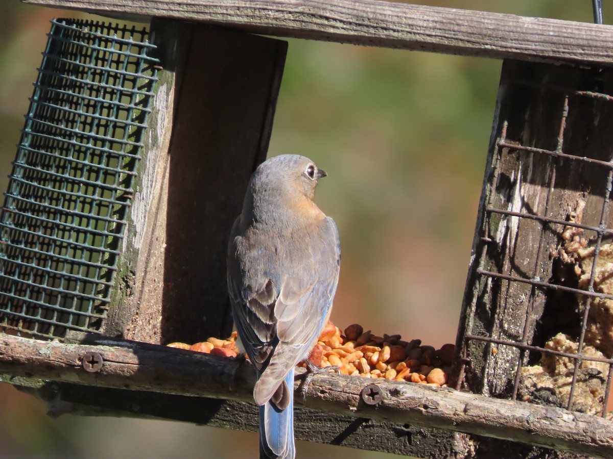 Eastern Bluebird - ML652948224