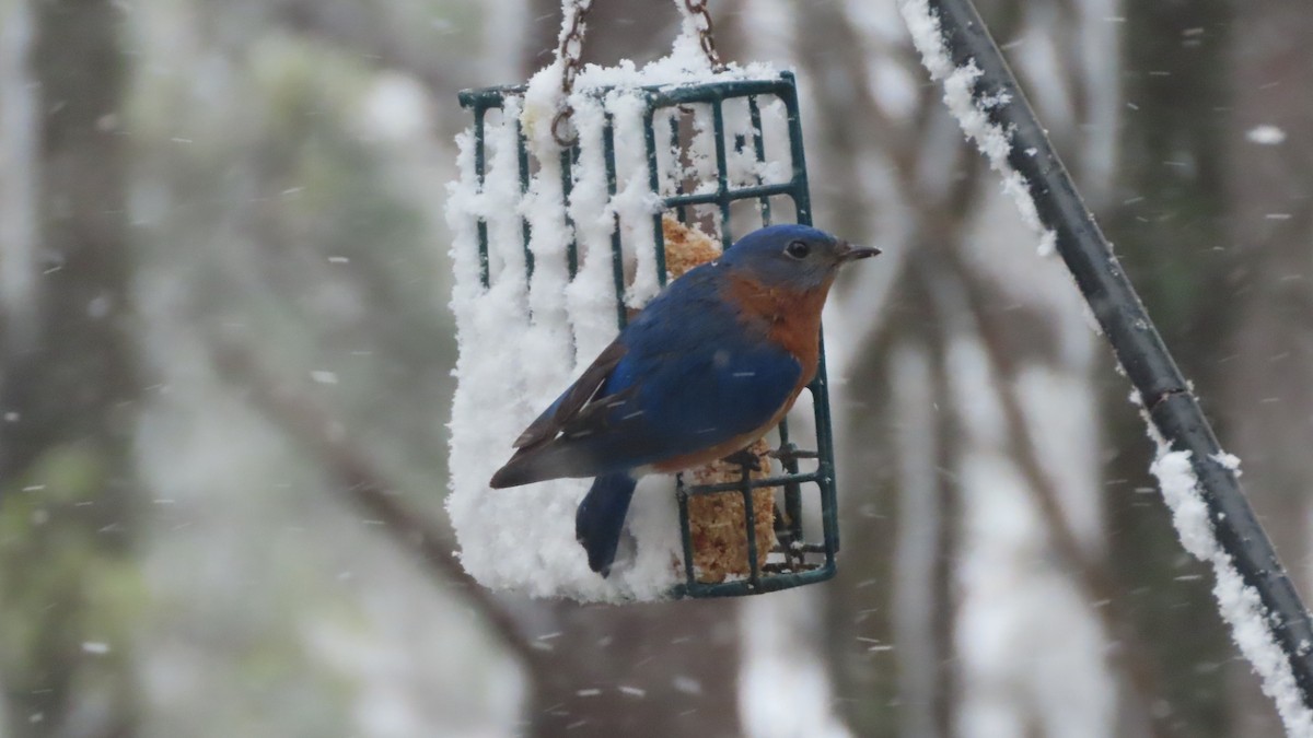 Eastern Bluebird - ML652948328