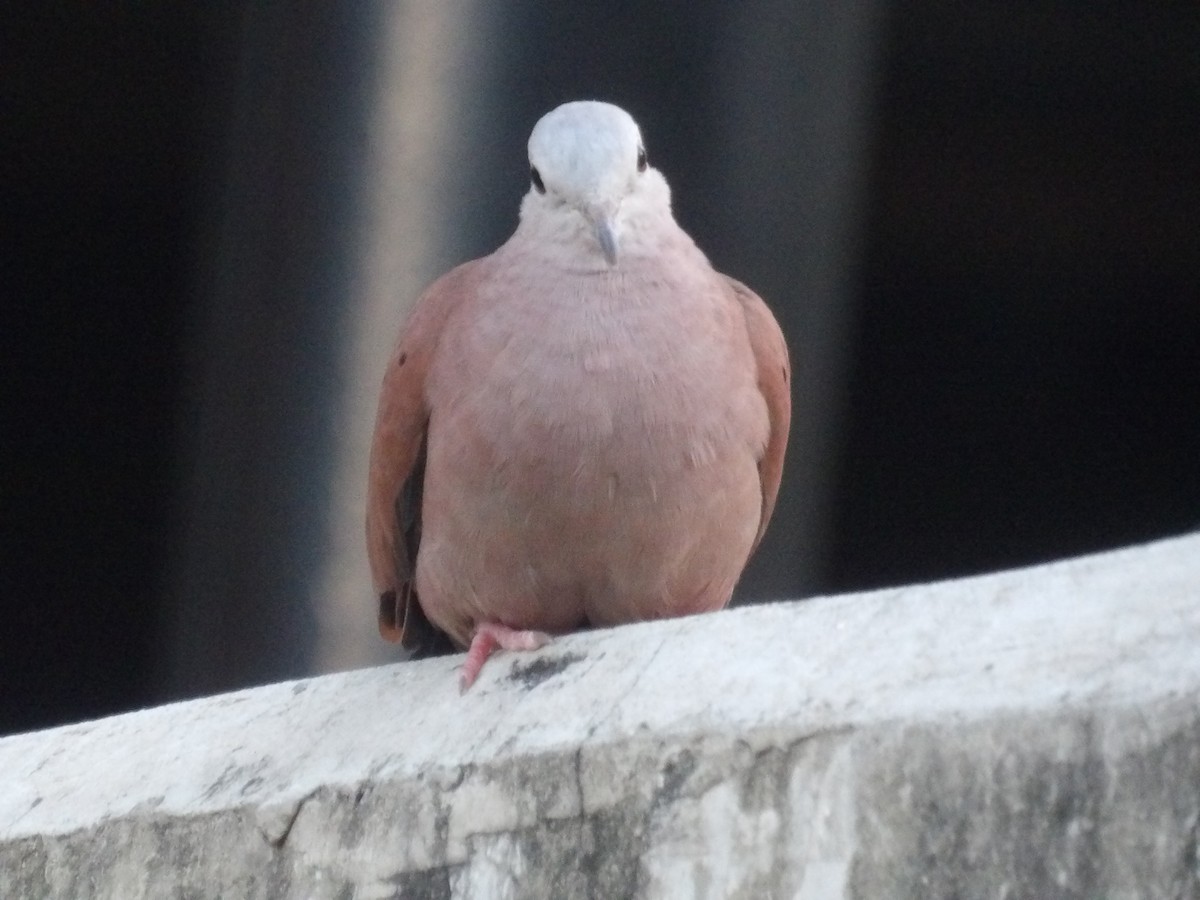 Коричневая земляная горлица - ML652948337