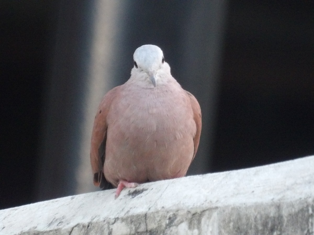 Коричневая земляная горлица - ML652948338