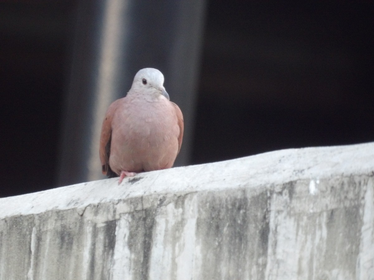 Коричневая земляная горлица - ML652948339