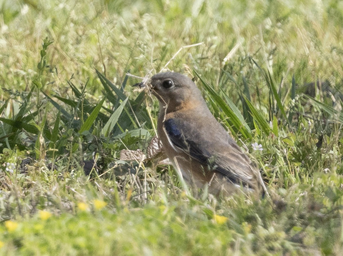Eastern Bluebird - ML652948363