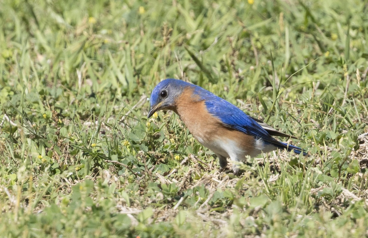 Eastern Bluebird - ML652948364