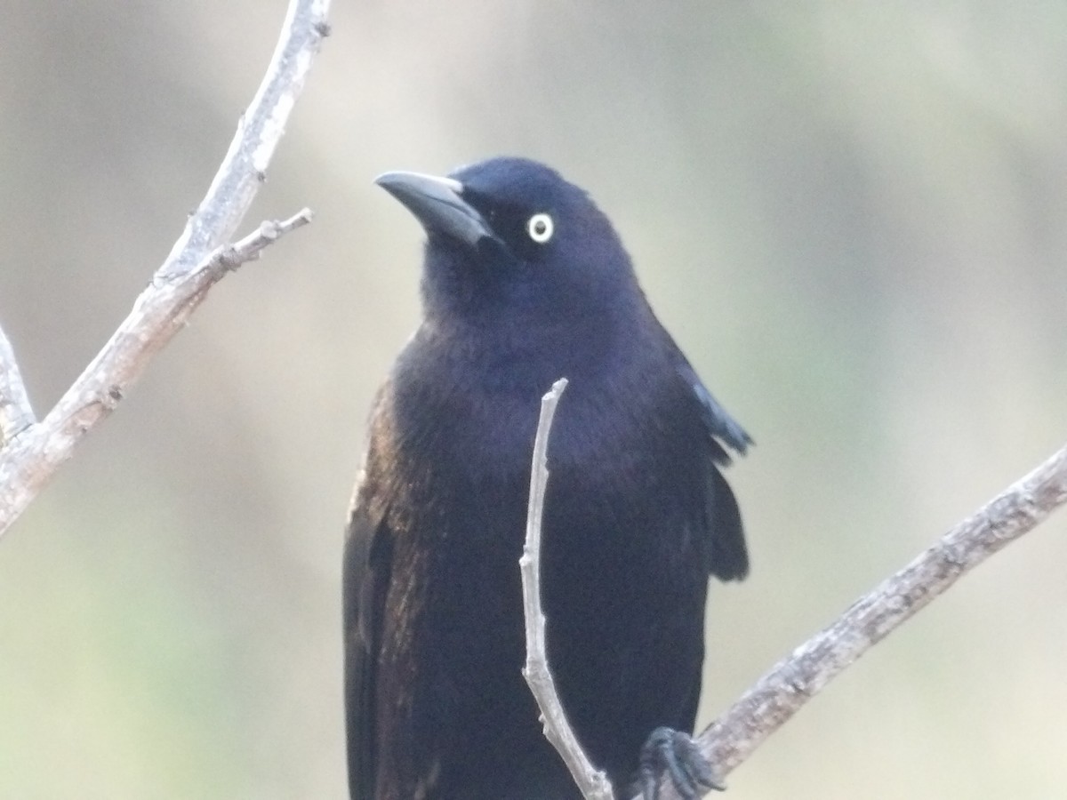 Карибский гракл - ML652948379