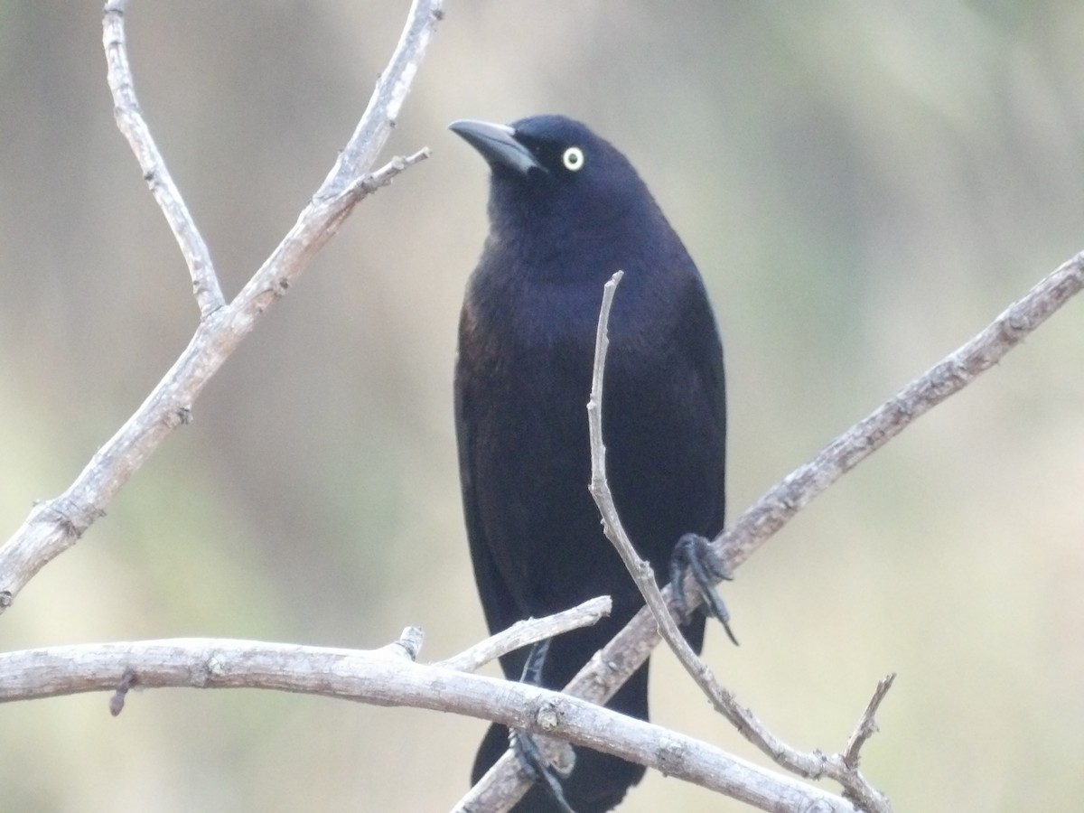 Карибский гракл - ML652948380