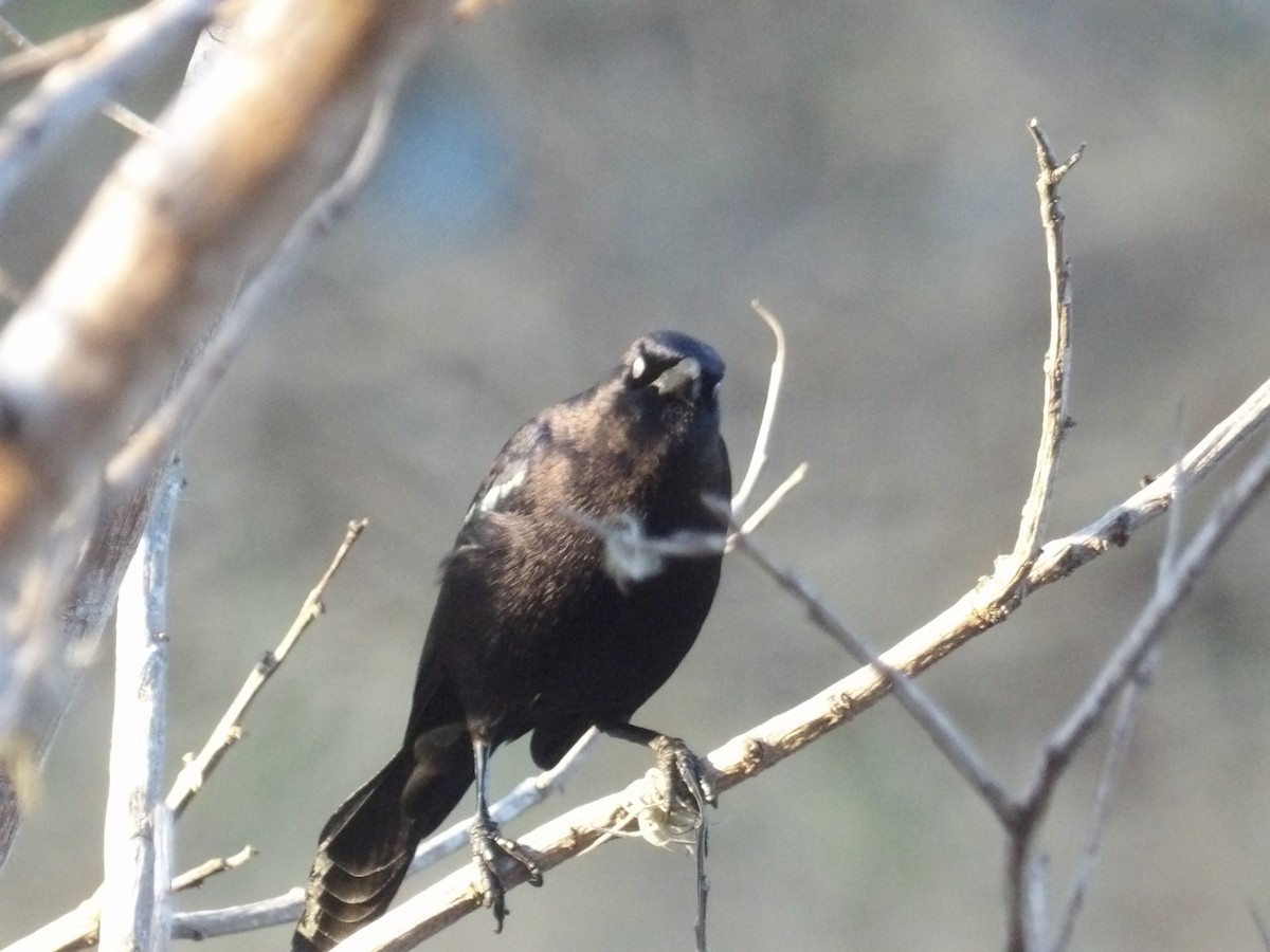 Карибский гракл - ML652948381