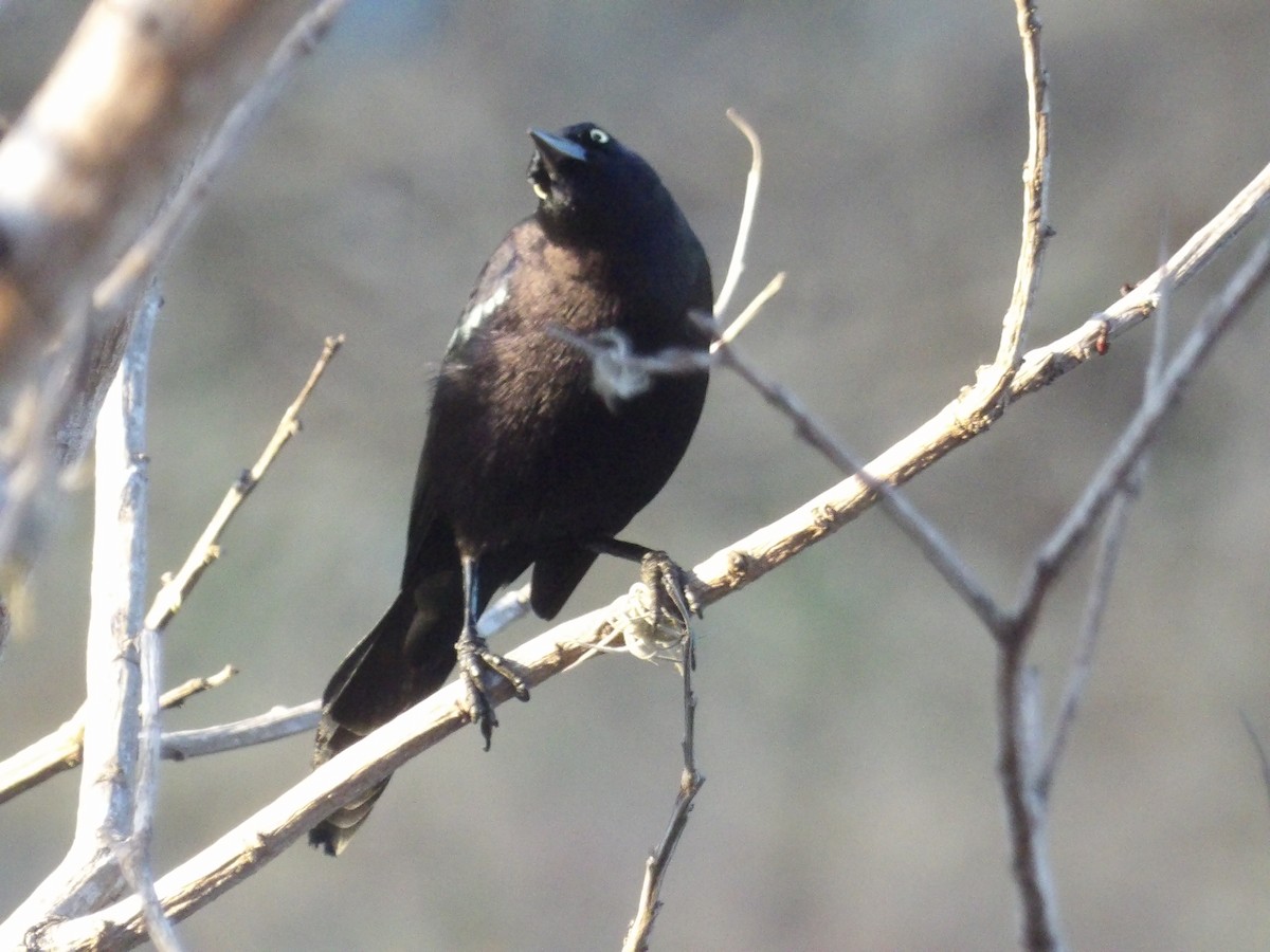 Карибский гракл - ML652948382