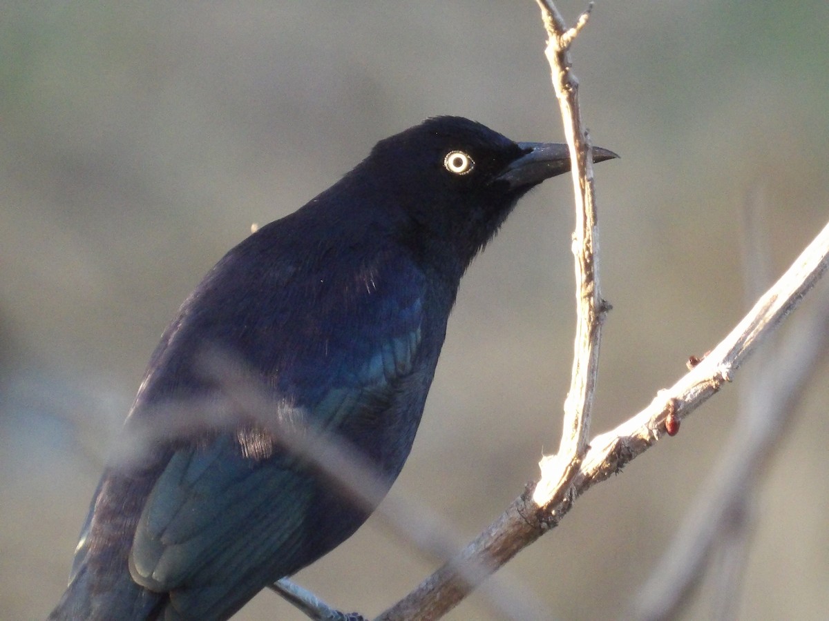 Карибский гракл - ML652948383