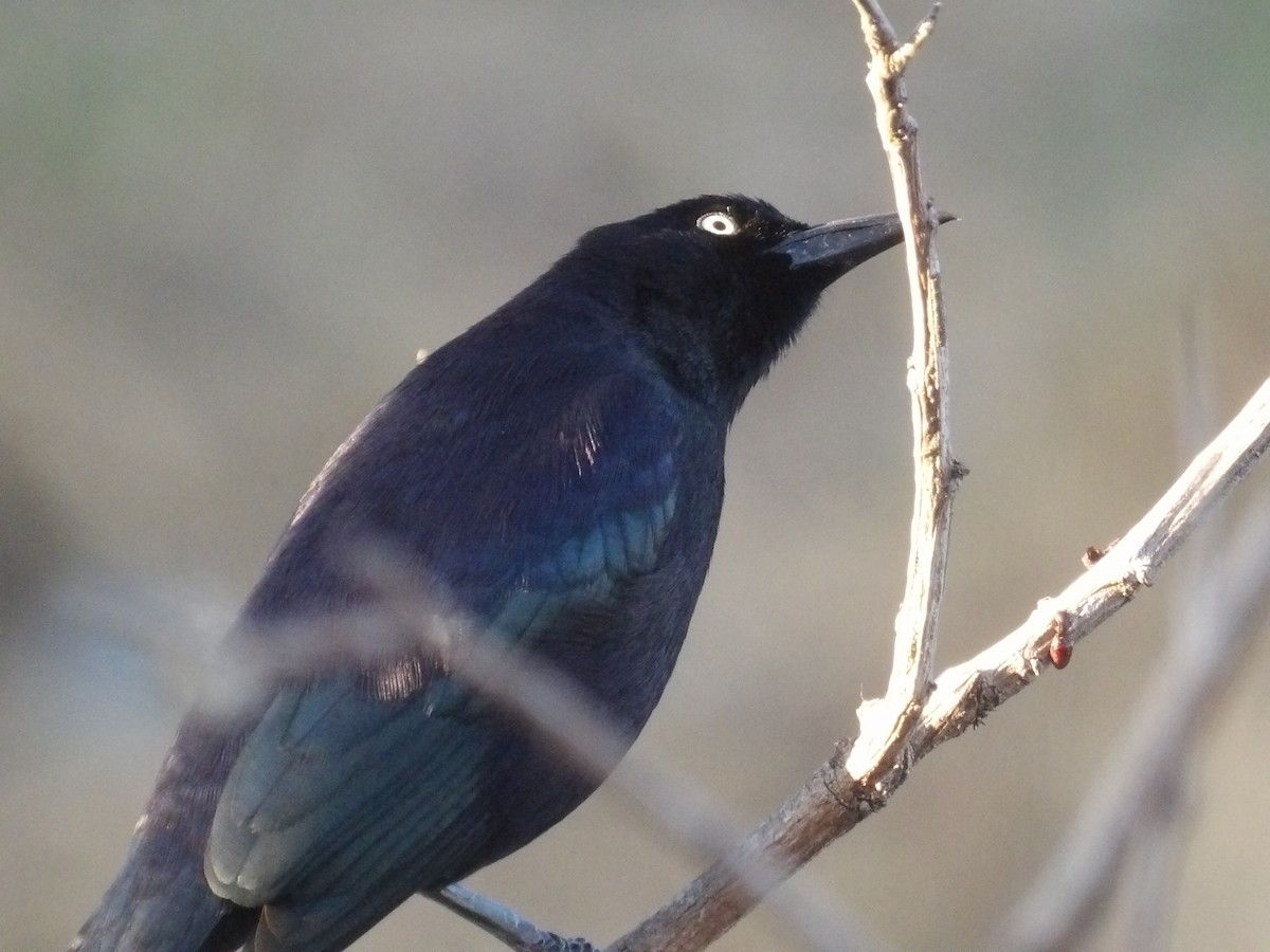 Карибский гракл - ML652948384