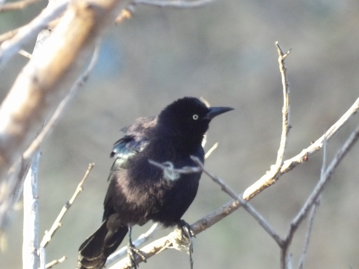 Карибский гракл - ML652948385