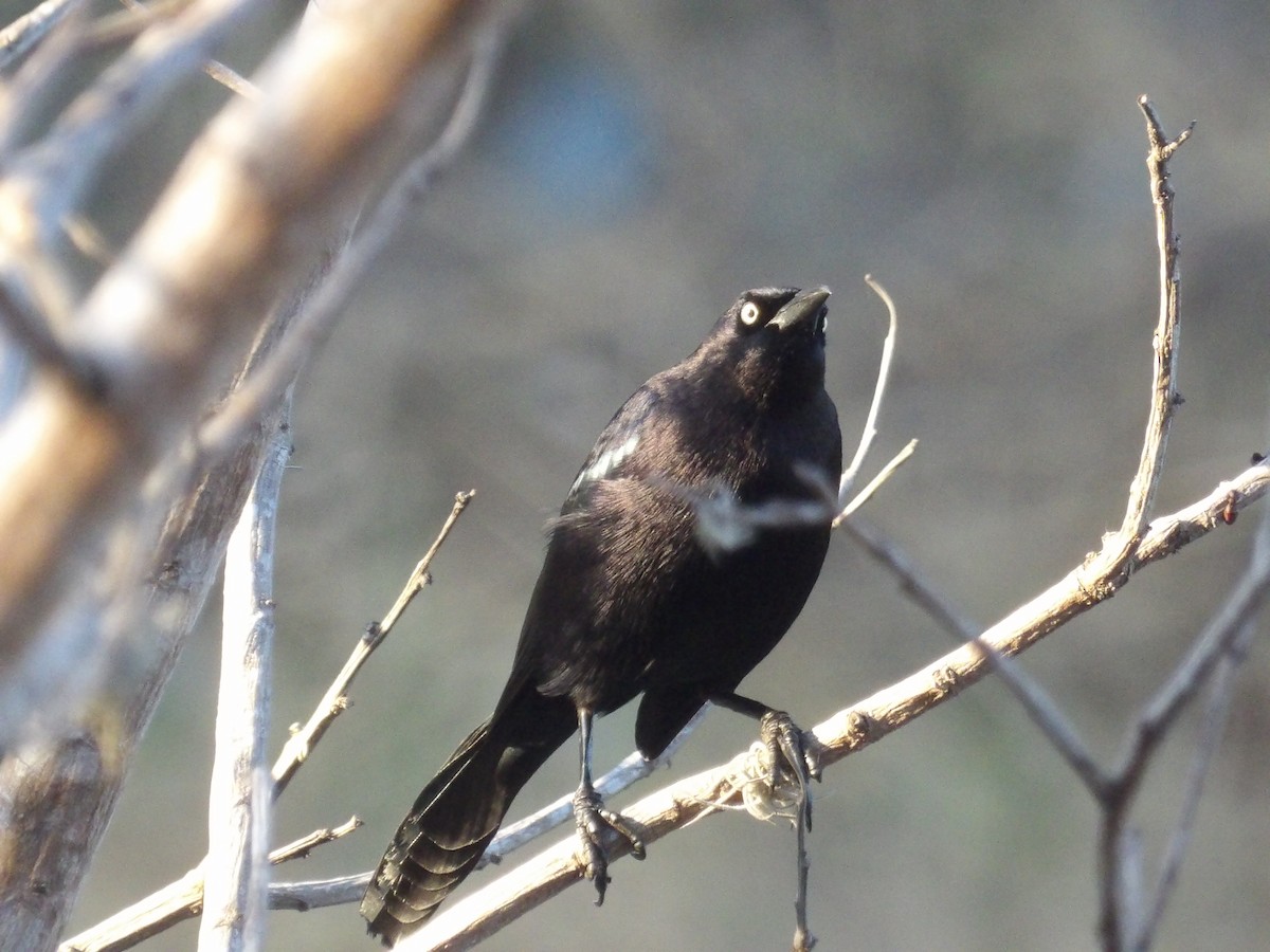 Карибский гракл - ML652948388