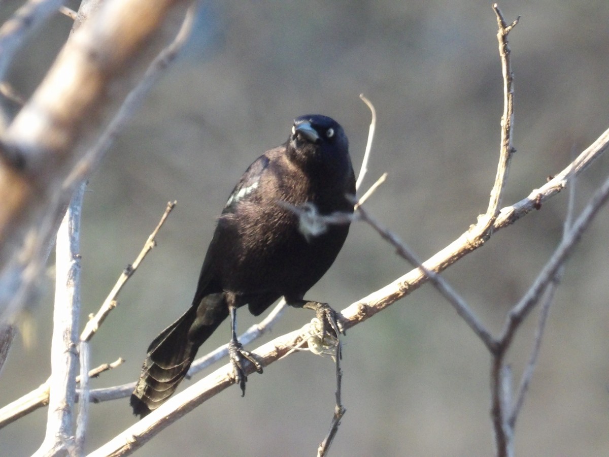 Карибский гракл - ML652948389