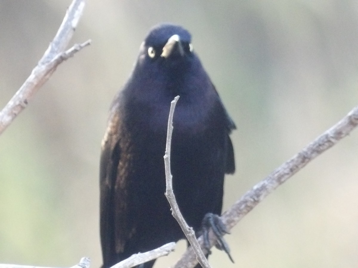 Карибский гракл - ML652948390