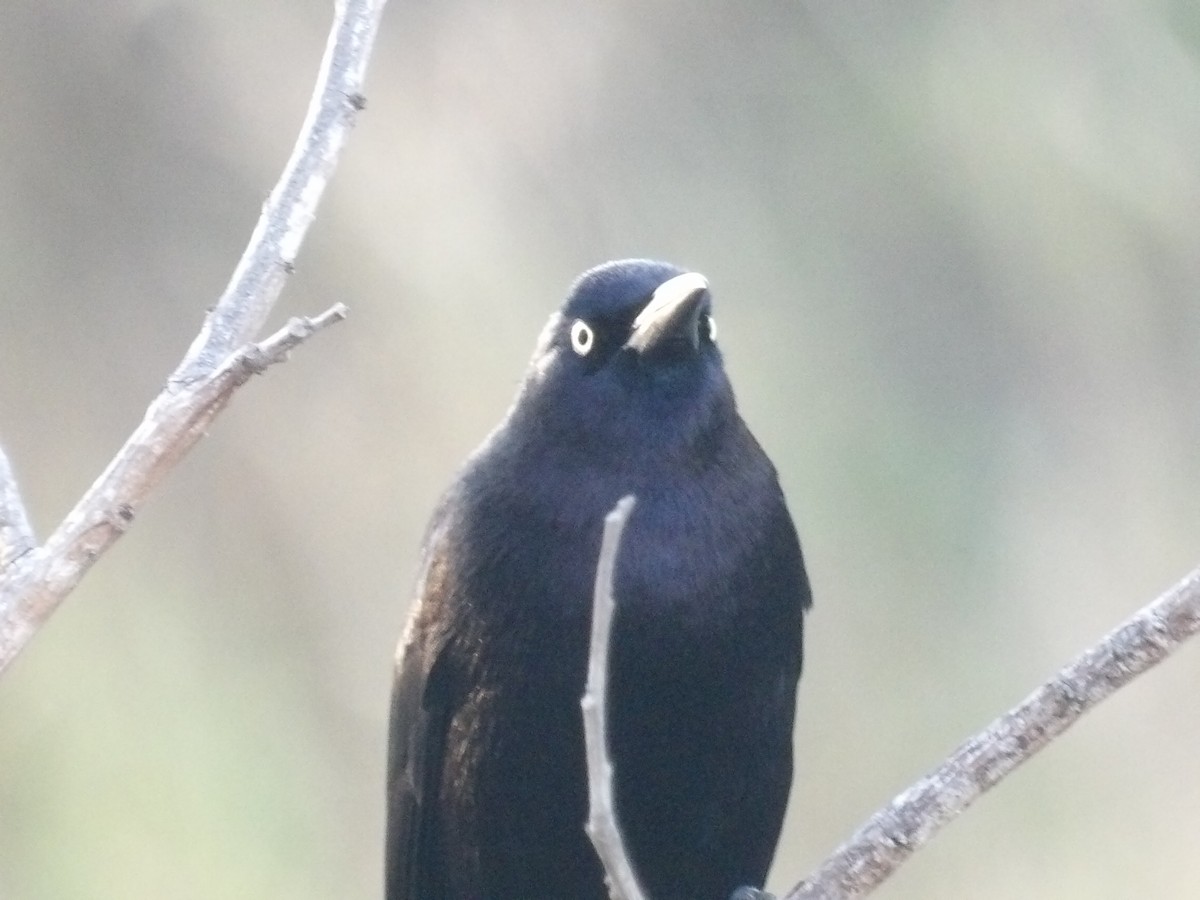 Карибский гракл - ML652948391