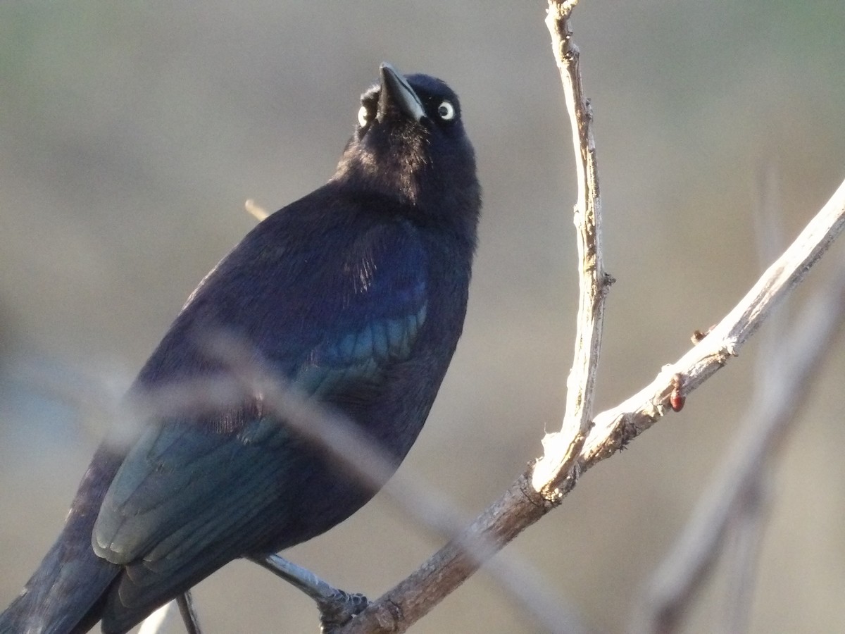 Карибский гракл - ML652948392