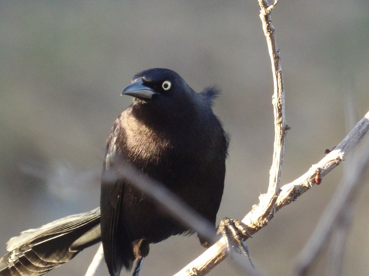 Карибский гракл - ML652948393