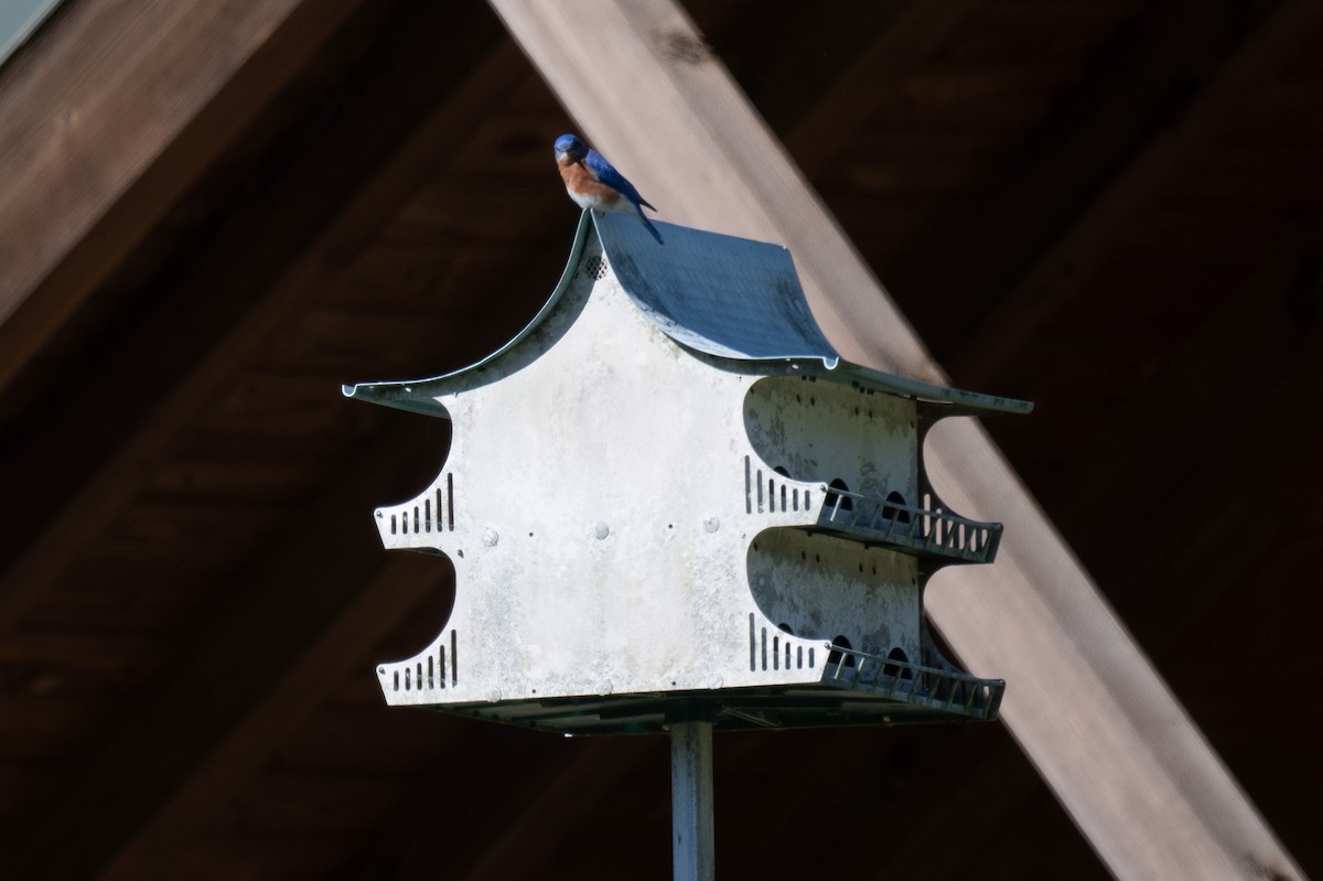 Eastern Bluebird - ML652948429