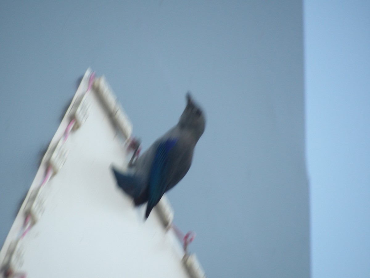 Сине-серая танагра [группа cana] - ML652948536