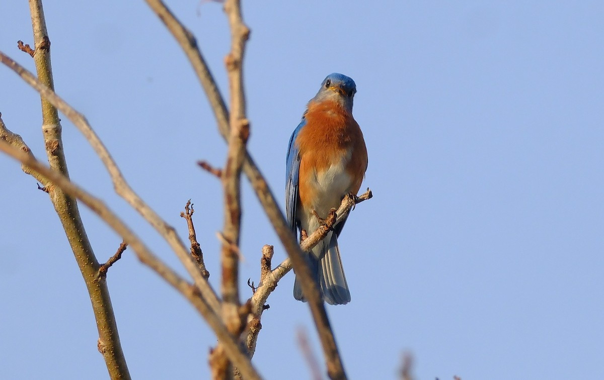 Eastern Bluebird - ML652948775