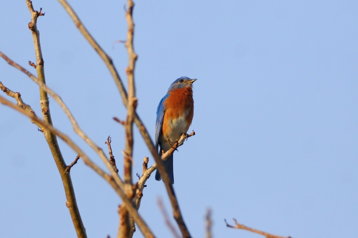 Eastern Bluebird - ML652948788