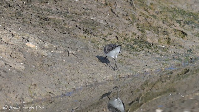 Curlew Sandpiper - ML652948790