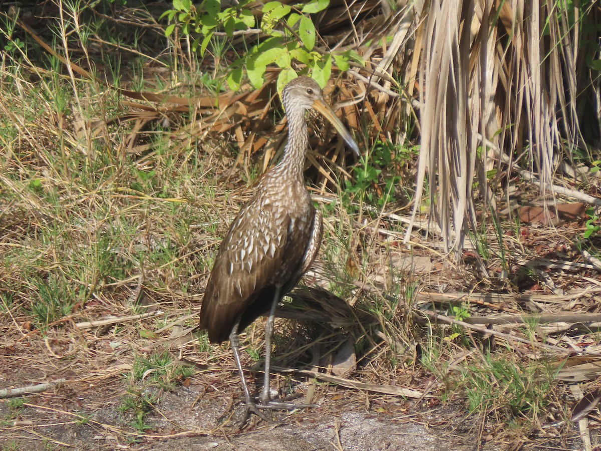 Limpkin (Speckled) - ML652948847