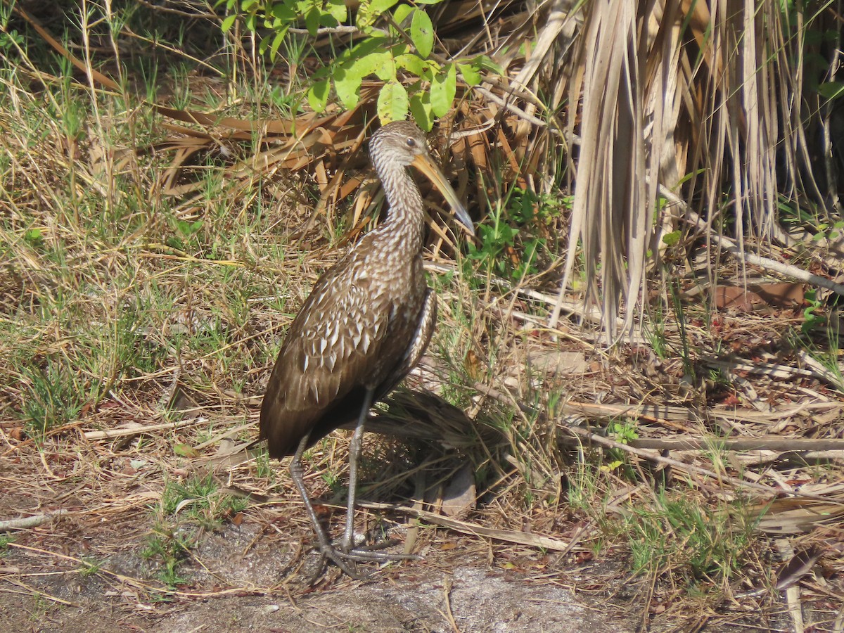 Limpkin (Speckled) - ML652948849