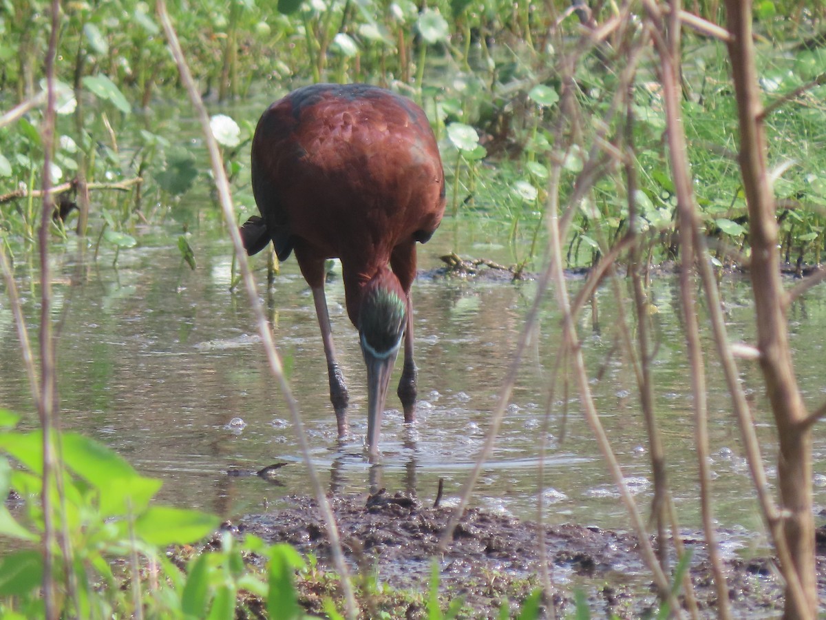 Glossy Ibis - ML652948870