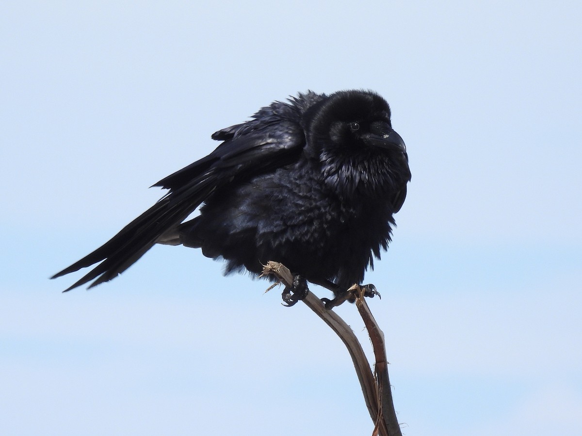 Common Raven - ML652948881
