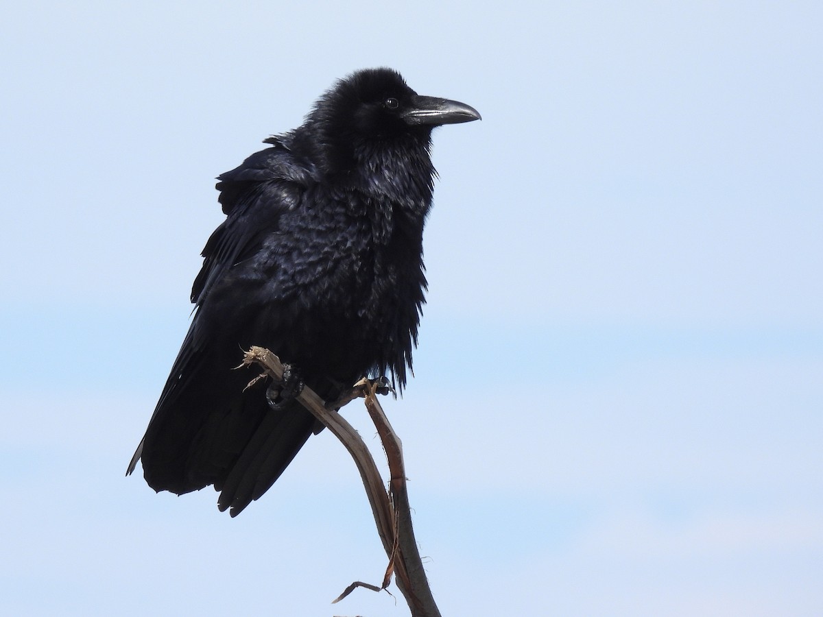 Common Raven - ML652948882