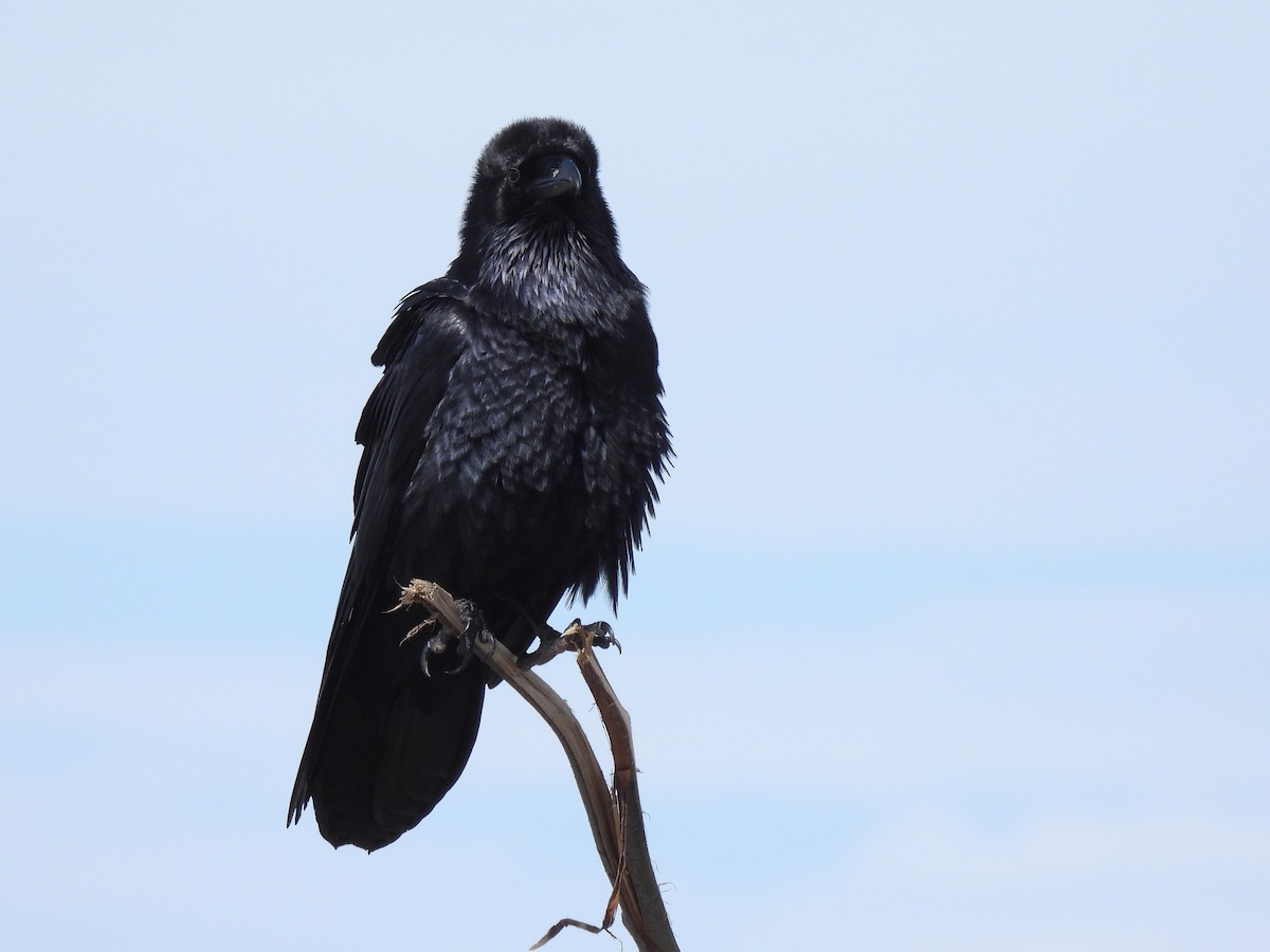 Common Raven - ML652948883