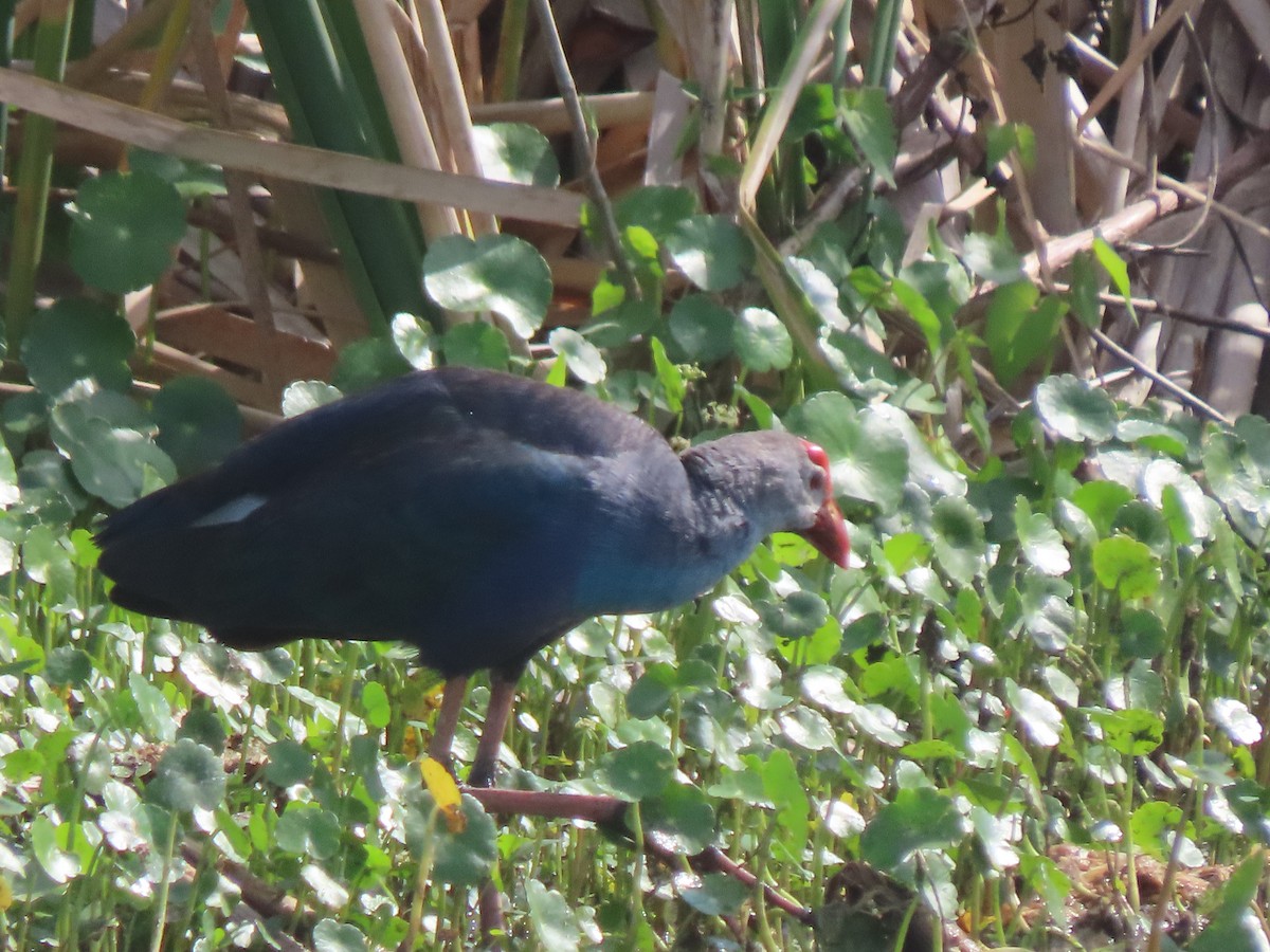 Gray-headed Swamphen - ML652948928