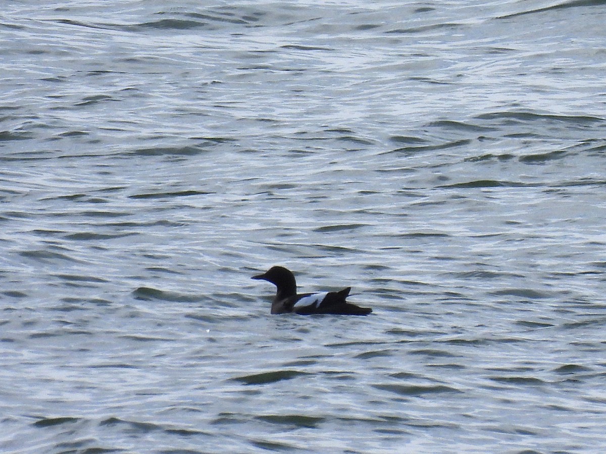Pigeon Guillemot - ML652948939