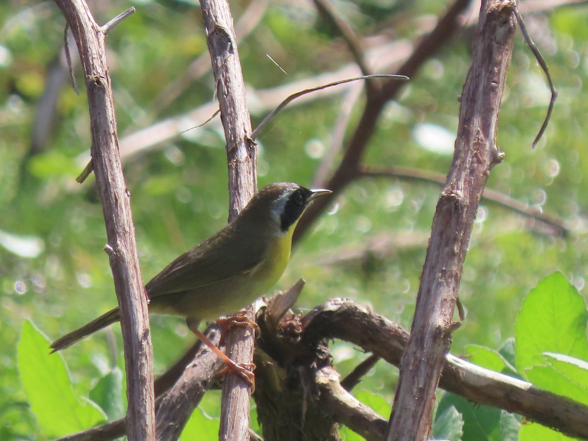Common Yellowthroat (trichas Group) - ML652948971