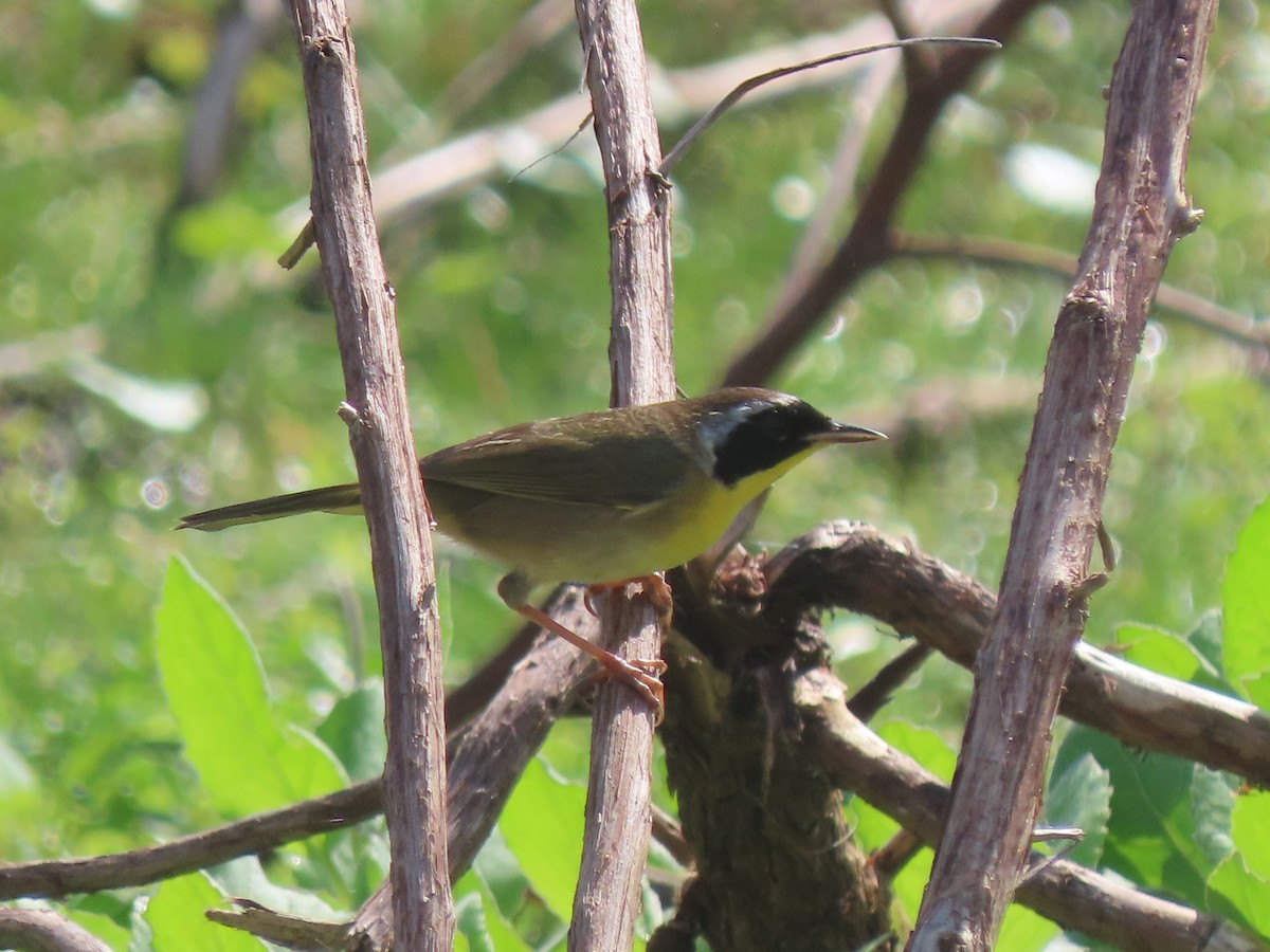 Common Yellowthroat (trichas Group) - ML652948972