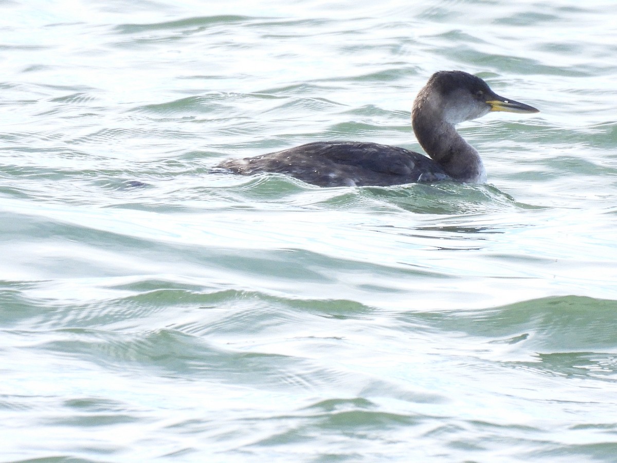 Red-necked Grebe - ML652948973