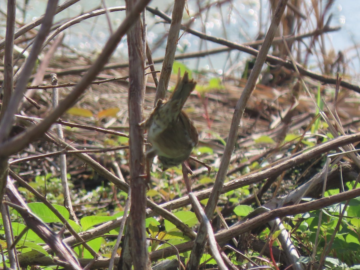 Swamp Sparrow - ML652948998