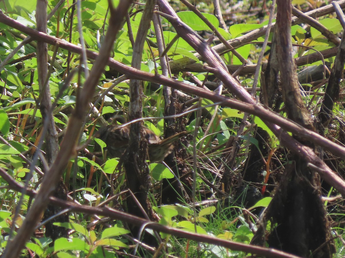 Swamp Sparrow - ML652948999