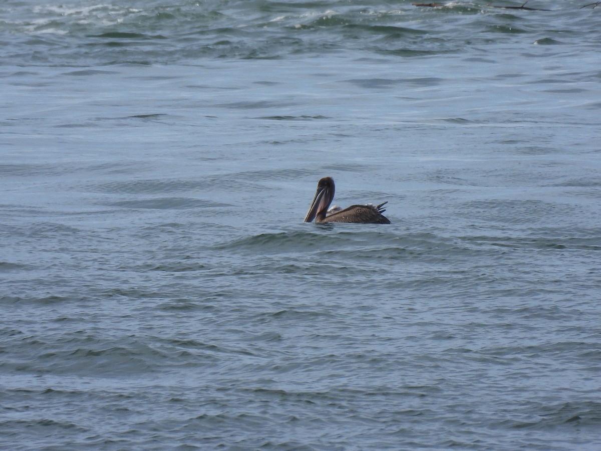 Brown Pelican - ML652949054